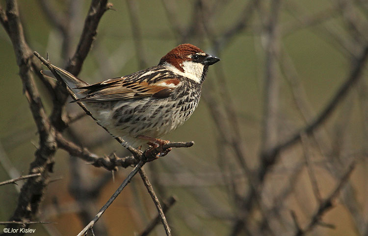     Spanish Sparrow  Passer hispaniolensis                 Golan  14-04-10 Lior Kislev